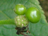 ランタナ〔Lantana〕の花（写真）